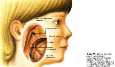 Миндалины: функции и последствия
