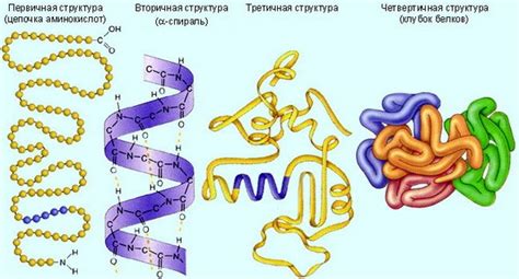 Многочисленные кривые, имеющие свойства гладкости