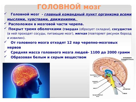 Мозг: главный контролер реакций и мыслей