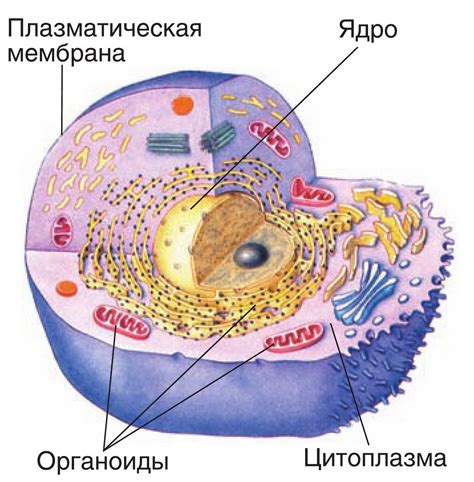 Молекулярные основы функций клеток