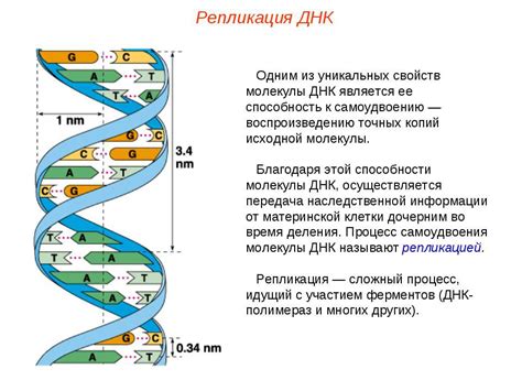 Молекулярные особенности ДНК