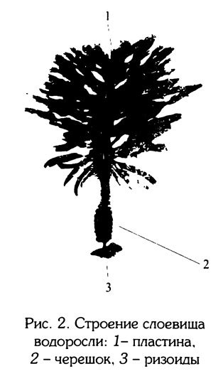 Морфология водорослей