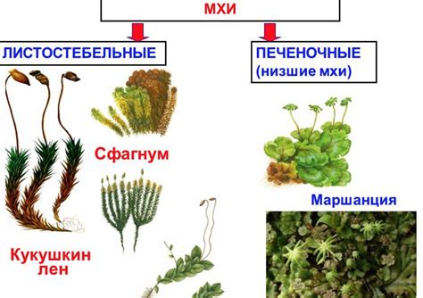 Мохообразные растения: биологические характеристики