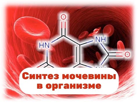 Мочевина и креатинин в организме