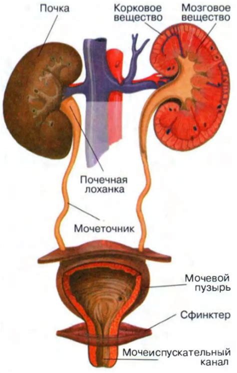 Мочевой пузырь и мочеточники