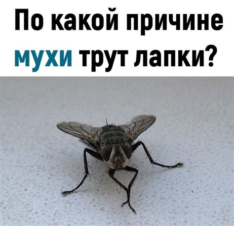 Мухи трут голову