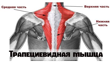 Мышцы верхней части тела во время сап-серфинга