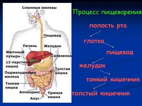 Нарушения пищеварения и усиленное слизистое раздражение