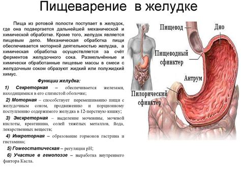 Нарушения пищеварительной системы и боли в желудке