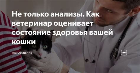 Наследственность и общее состояние здоровья кошки