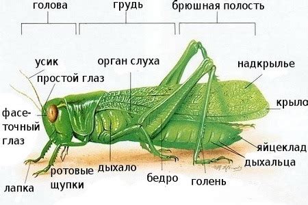 Научные исследования ушей на ногах кузнечика