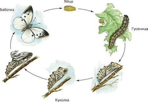 Начало жизни бабочки