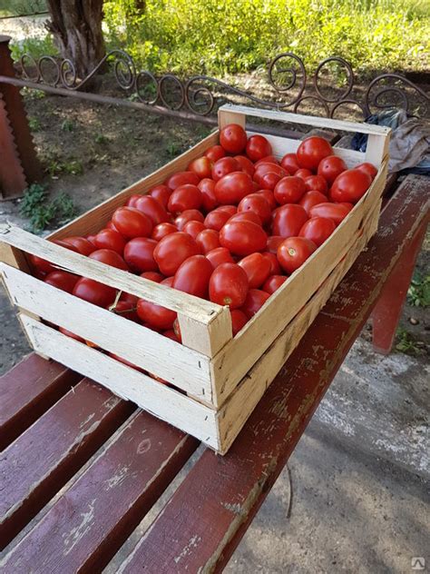 Неблагоприятные условия хранения томатов