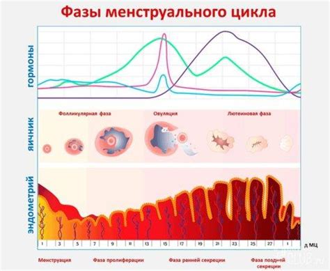 Невозможность забеременеть из-за нарушений цикла