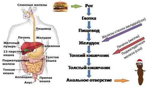 Негативные последствия для пищеварения