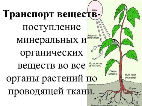 Недостаток воды и органических веществ