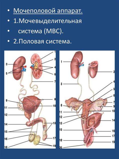 Неисправности в мочеполовой системе