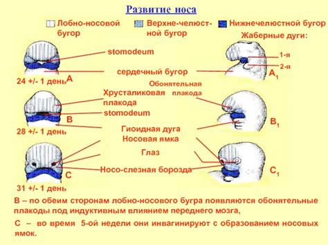 Неправильное развитие носовых хрящей