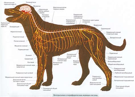 Нервная система собаки