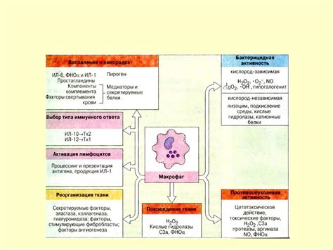 Низкий уровень моноцитов: основные факторы