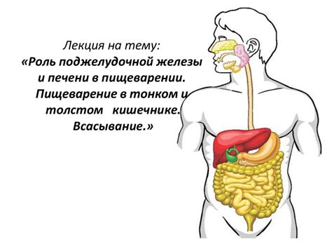 Норма и отклонение в пищеварении