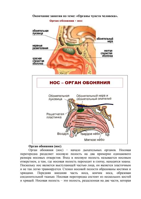 Нос – важный орган