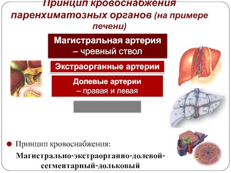 Обеспечение кровоснабжения органов