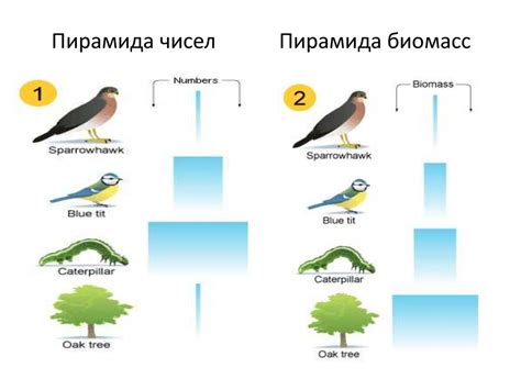 Облака и альбедо в экосистеме мира