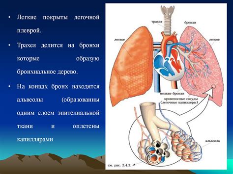 Обмен газами и кровеносная система