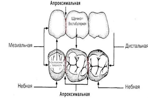 Обработка поверхности зубов