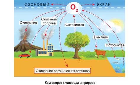 Образование кислорода в процессе