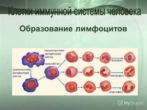 Образование лимфоцитов