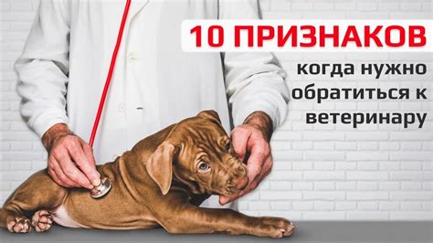 Обратиться к ветеринару