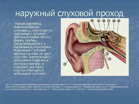 Обтурация слухового прохода