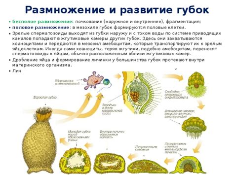 Объяснение процесса симбиоза губок и риниофитов