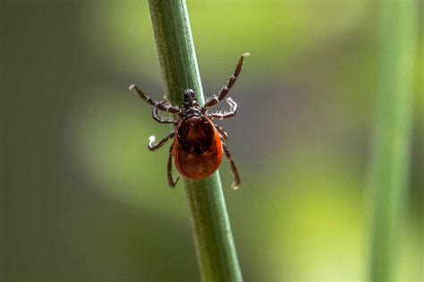 Опасность клещевых укусов и переносимых заболеваний