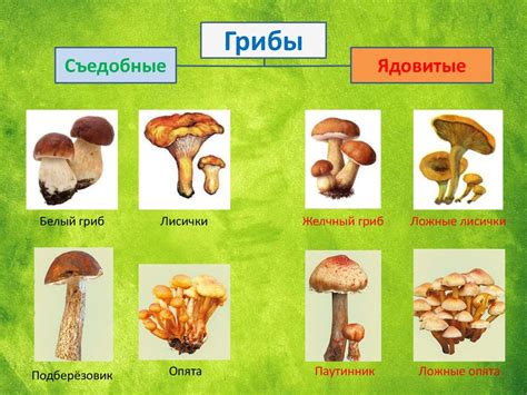 Описание видов и особенностей гриба