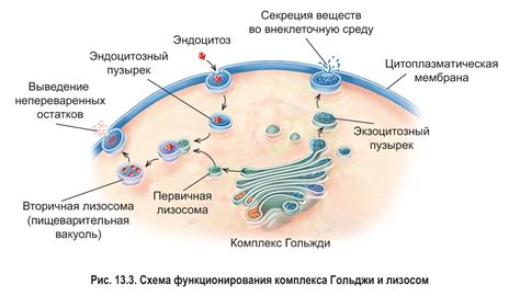 Описание органеллы гольджи