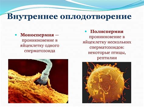 Оплодотворение и его особенности