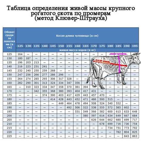 Определение веса быка: методы и приемы