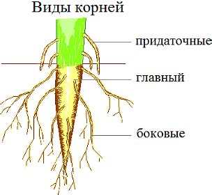 Определение засохших корней