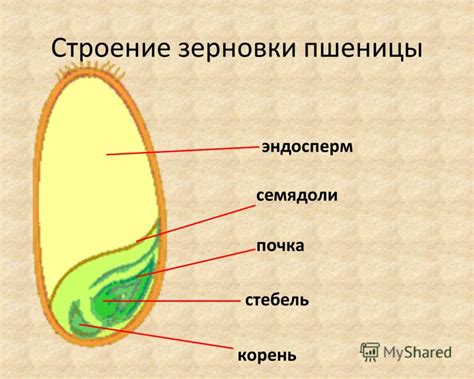 Определение зерновки пшеницы