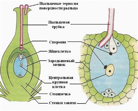 Определение и происхождение сельди