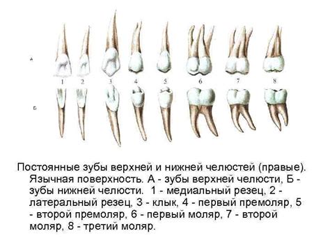 Определение формы и размера будущих клыков