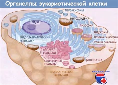 Органеллы клеток легких