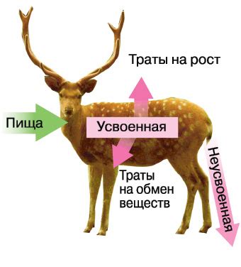 Организмы – открытые системы из-за разнообразия внешних воздействий