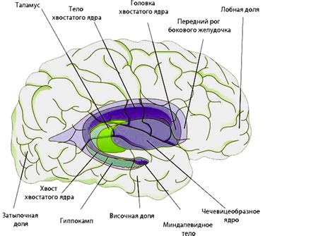 Органическое поражение хвостатого ядра