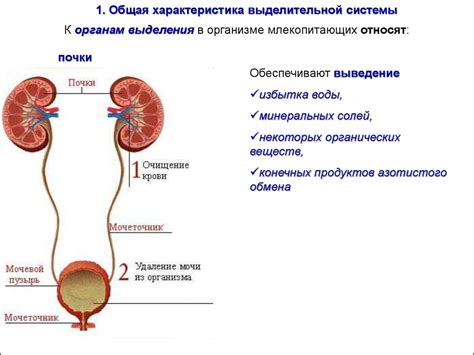 Органы выделительной системы