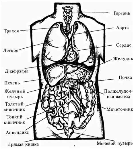 Органы человека и их функции