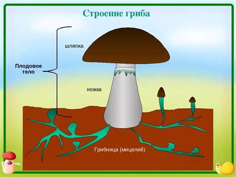 Орошение и увлажнение грибницы